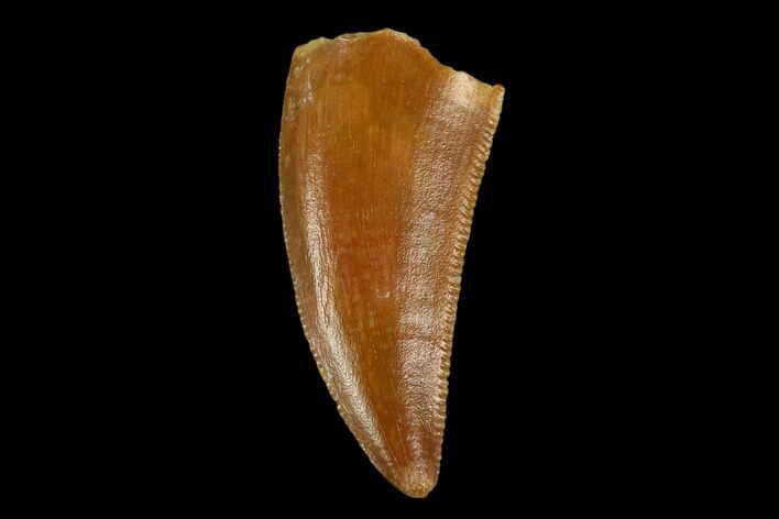 Serrated, Raptor Tooth - Real Dinosaur Tooth #115909